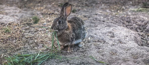 ウサギは無料の範囲で緑の草を食べる — ストック写真