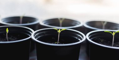 Tohumları ekmeye hazırlama süreci