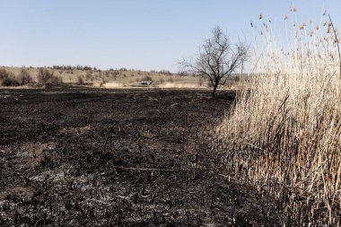 Kavrulmuş kamış tarlası. Dikkatsiz ateş etme sonucu oldu. İnsan doğayla temasın sonucu..