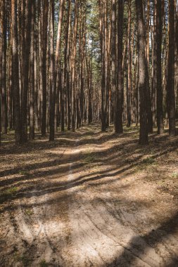 Çam ormanındaki köy yolu. Sabahları kozalaklı bahar ormanları.