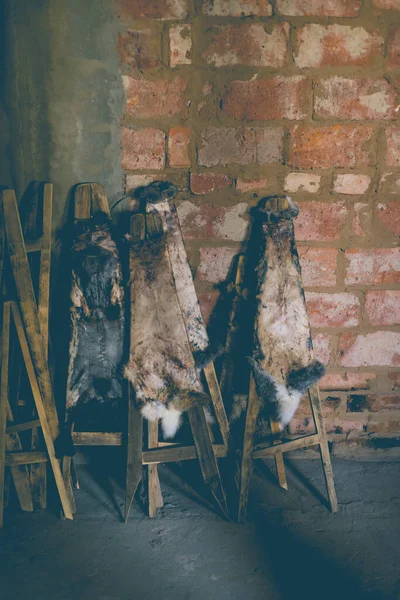 Proceso Tradicional Estiramiento Pieles Conejo Para Secado Foto Tonificada — Foto de Stock