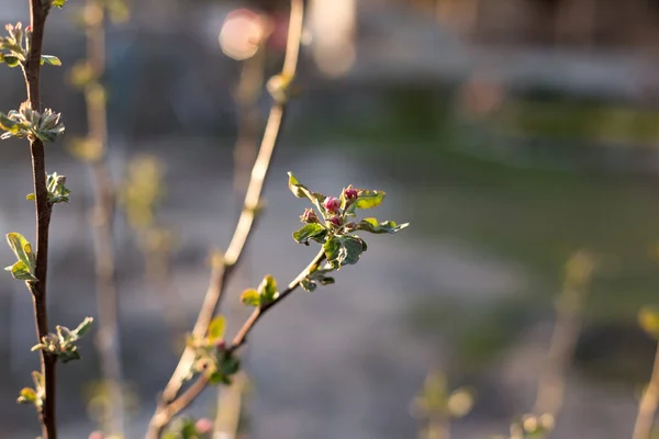 Branche Fleurie Jeune Pommier Sur Fond Coucher Soleil — Photo