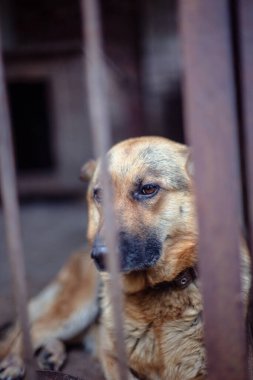 Yaşlı bir kuşhanede büyük üzgün bir çoban. Tonlanmış, tarz fotoğrafı.