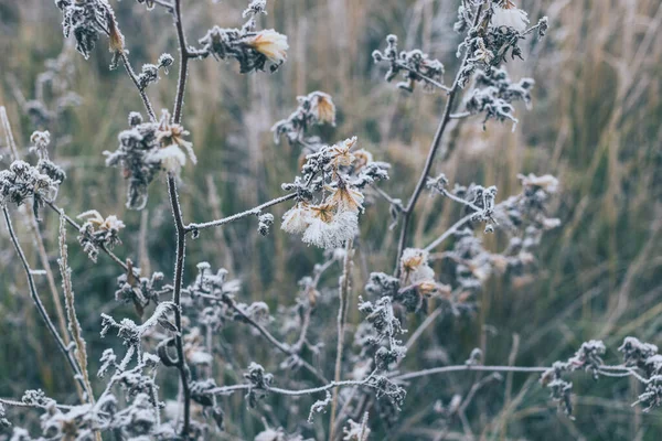 霜で覆われた草や花のフィールド — ストック写真