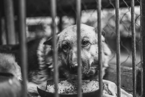 Ein Großer Trauriger Schäferhund Einer Alten Voliere Monochromes Foto — Stockfoto