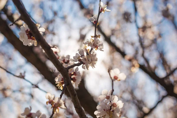 Bela Árvore Damasco Florido Primavera Fundo Primavera — Fotografia de Stock