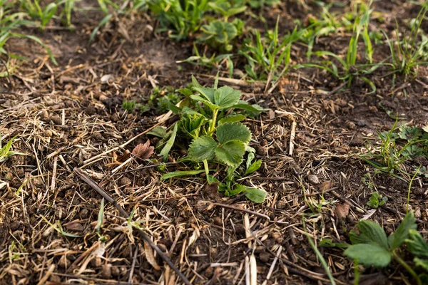 Młode Nasiona Truskawek Piaszczystej Glebie — Zdjęcie stockowe
