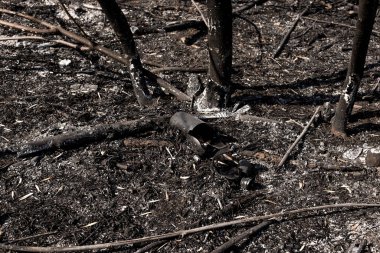 Yerde küllerle çevrili cam şişe. Orman yangını. Çevre kirliliği. Dikkatsiz ateş etme sonucu oldu. İnsan doğayla temasın sonucu..