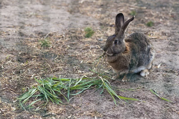 ウサギは無料の範囲で緑の草を食べる — ストック写真