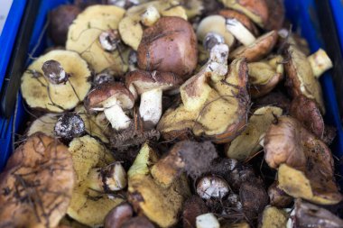 Arka planda bir sepet dolusu taze mantar var. Mantar toplama.