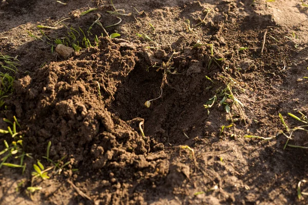 発芽したトウモロコシのカーネルを植えるプロセス 地面にトウモロコシの発芽苗 — ストック写真