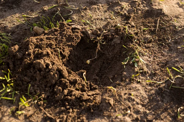 Het Proces Van Het Planten Van Ontkiemde Maïskorrels Ontkiemde Zaailing — Stockfoto