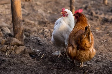 Tavuklar yeni kazılmış topraklar üzerinde yürür.