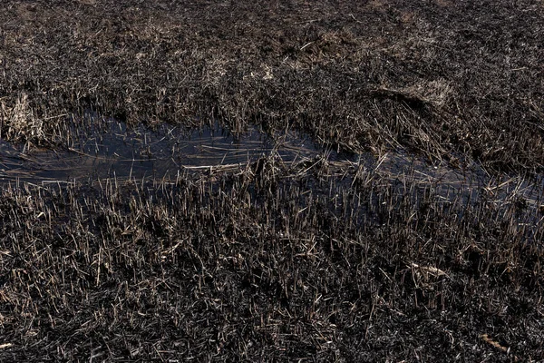 Поле Тростині Наслідки Недбалого Поводження Вогнем Результат Людського Контакту Природою — стокове фото