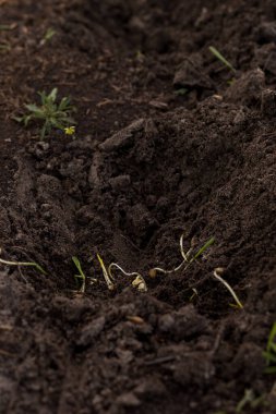 Tomurcuklanmış mısır taneleri ekme süreci. Toprakta filizlenmiş mısır fidanı