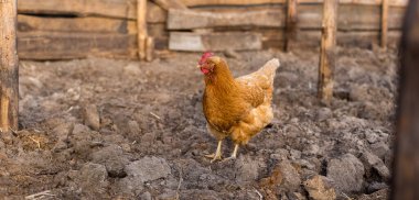 Yeni kazılmış topraklar üzerinde yürü.