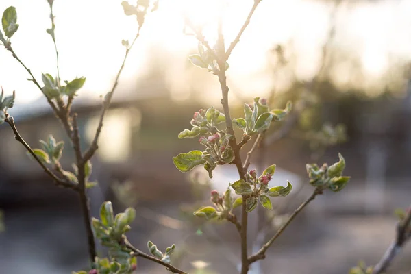 Blühender Zweig Eines Jungen Apfelbaums Vor Dem Hintergrund Des Sonnenuntergangs — Stockfoto