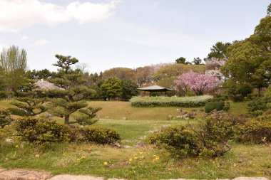 Nagoya Castle Park, kiraz çiçekleri