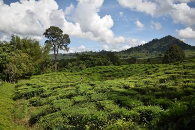 Çay alanları olan Borneo adasında