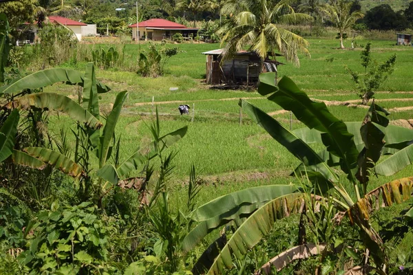 Kuzey Borneo grupta görünümünü