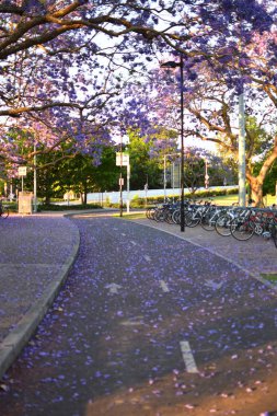 Jacarandas at Park