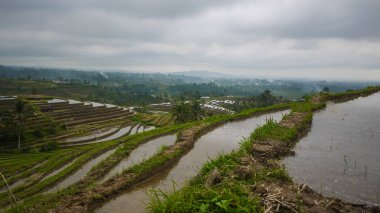 Jatiluwih pirinç tarlaları Bali