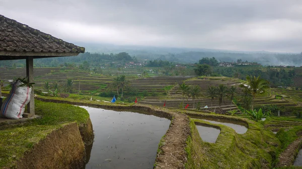 Campos de arroz Jatiluwih em Bali — Fotografia de Stock