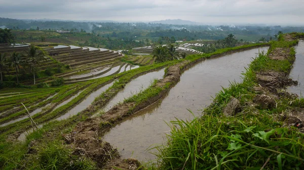 Jatiluwih pirinç tarlaları Bali