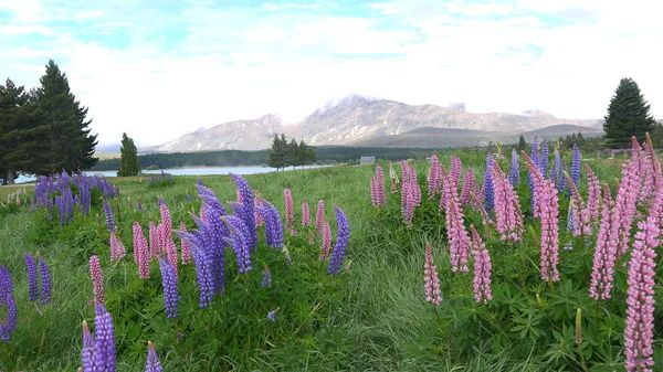 Yeni Zelanda lupins ile Lake Tekapo