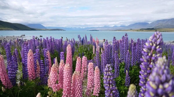 Yeni Zelanda lupins ile Lake Tekapo