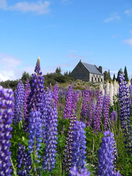 Yeni Zelanda lupins ile Lake Tekapo