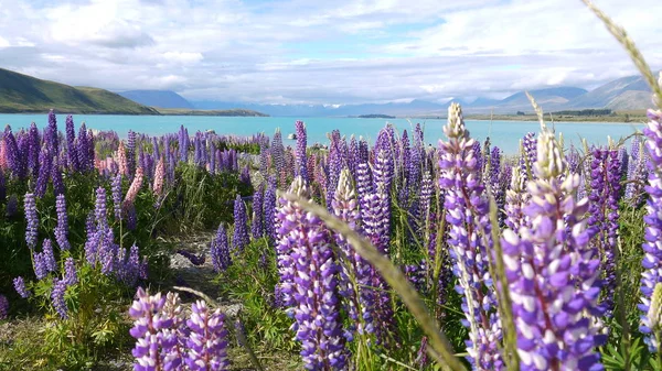 Yeni Zelanda lupins ile Lake Tekapo