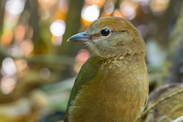 Pitta con nuca rojiza —  Fotos de Stock