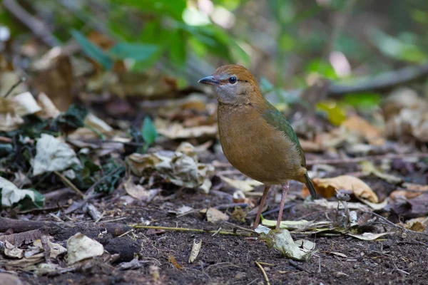 Roestige naped Pitta — Stockfoto