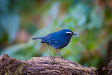 Beyaz kaşlı Shortwing