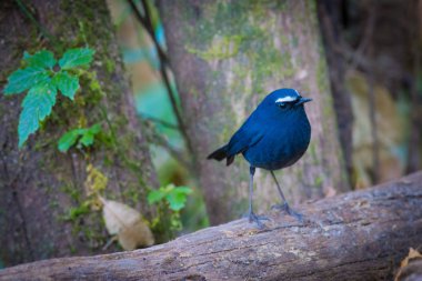 Beyaz kaşlı Shortwing