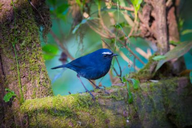 Beyaz kaşlı Shortwing