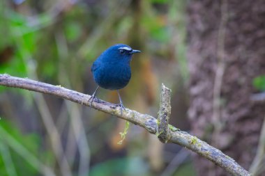 Beyaz kaşlı Shortwing