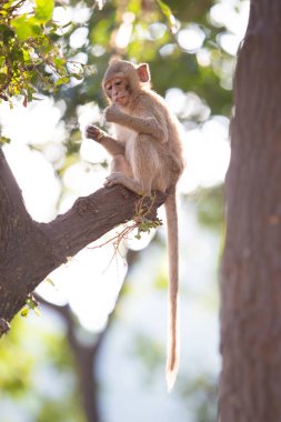 Maymun colony adlı Banphotpisai