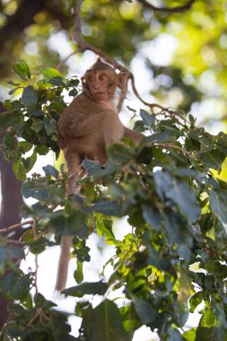 Maymun colony adlı Banphotpisai