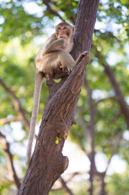 Maymun colony adlı Banphotpisai
