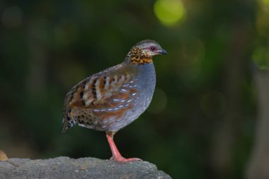 Kızıl gerdanlı keklik