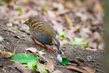 Kızıl gerdanlı keklik