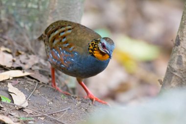 Kızıl gerdanlı keklik