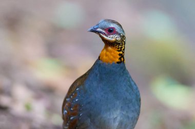 Kızıl gerdanlı keklik