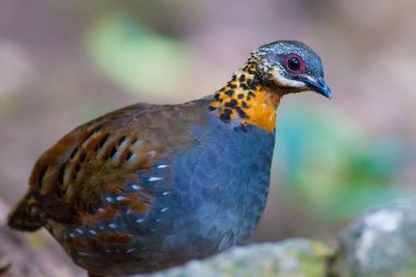 Kızıl gerdanlı keklik