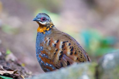 Kızıl gerdanlı keklik