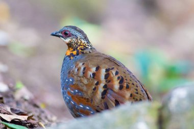 Kızıl gerdanlı keklik