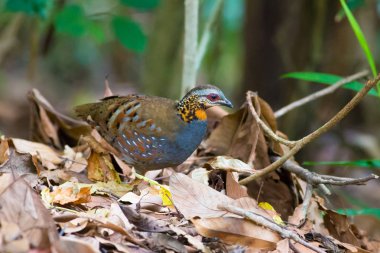 Kızıl gerdanlı keklik