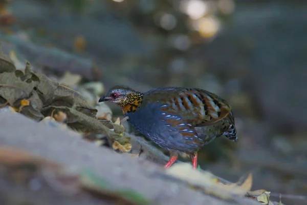 Rotkehlhuhn — Stockfoto